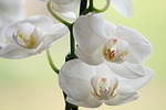 flower, nature, plant