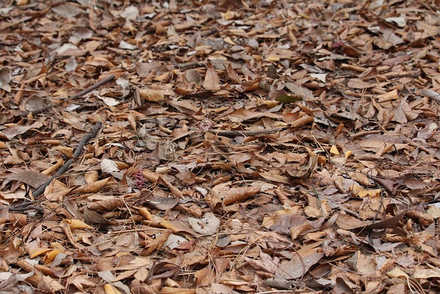 Free Leaf Leaves photo and picture