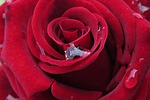 rose, affection, petal