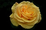 flower, rose, yellow