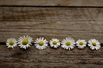 daisy, wooden, nature