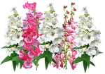 floral, flower, flora