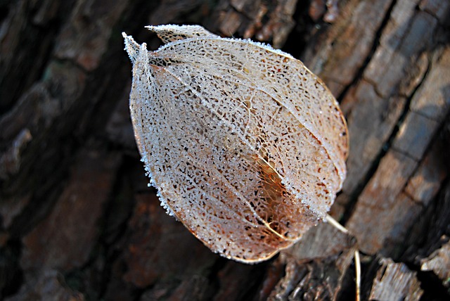 Free Nature Fruit photo and picture