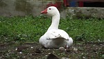 nature, birds, animalia