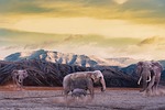 elephant, mountain, dust