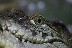 reptile, nature, living nature