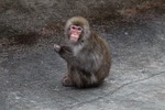 monkey, primacy, toque