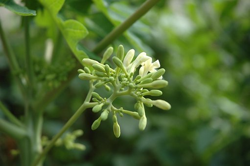 Flora, Nature, Growth, Leaf, Food