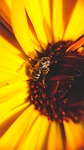flower, insect, nature