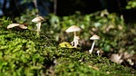 mushrooms, forest, tourism