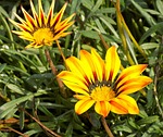 nature, plant, summer