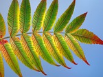 leaf, nature, flora