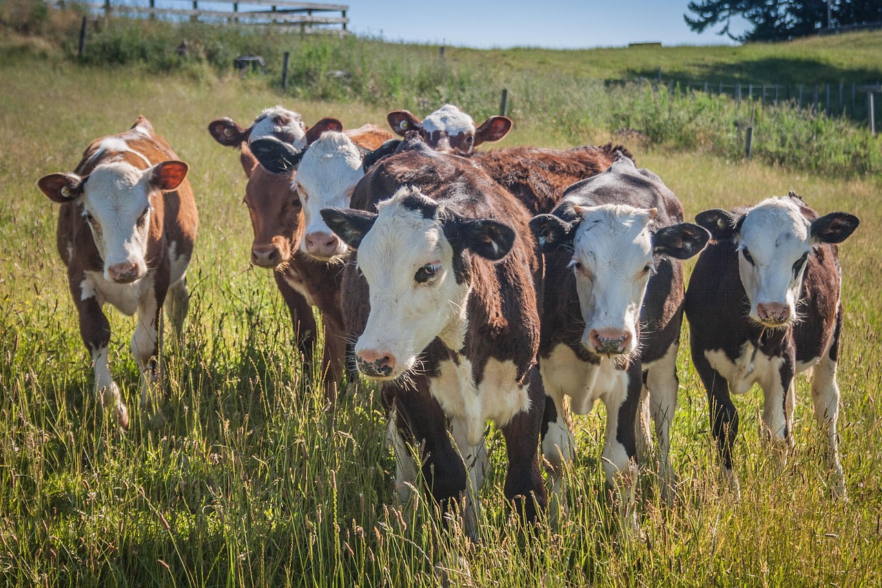 Cow - free online jigsaw puzzle photo