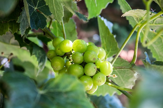 Free Fruit Nature photo and picture