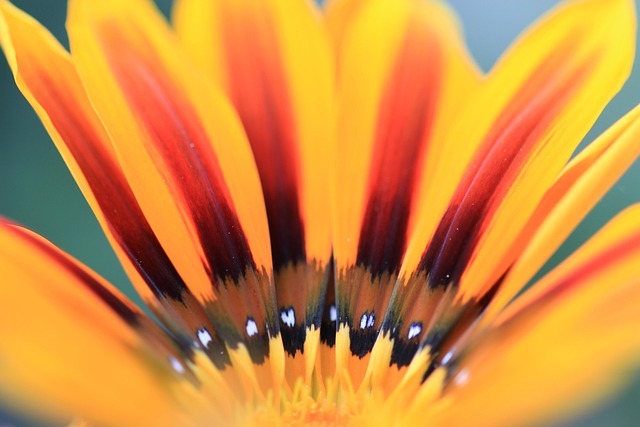 Free Nature Flower photo and picture
