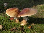 mushrooms, mushroom, boletus