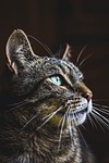 cat, animal, cute