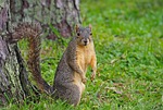 nature, animal world, mammal