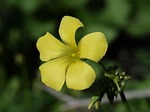 wildflower, flower, yellow