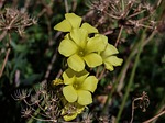 wildflower, flower, yellow