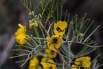 flower, yellow, nature
