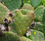 cactus, spine, prickly
