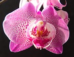 flower, plant, tropical