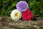 nature, plant, flower