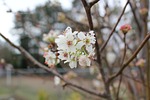 flower, tree, cherry