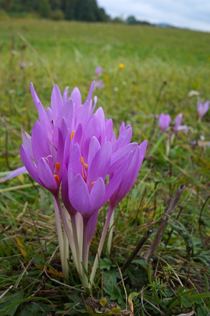 Free Nature Flower photo and picture