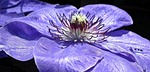 flower, clematis, blue
