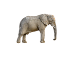 elephant, animal, africa