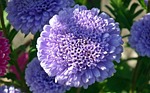 nature, flower, aster