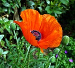 nature, flower, poppy