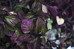 leaf, nature, plant