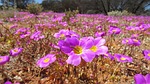 nature, flower, flora