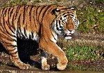 tiger, cat, predator