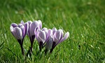 nature, flower, grass