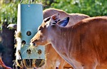 banteng, beef, wild