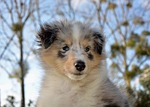dog, bitch, puppy