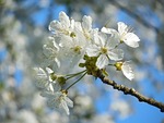 blossoming cherry, white flowers, spring