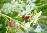 ladybug, meadow, summer