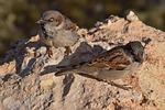 sparrows, nature, bird