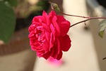 rose, rosa, flower