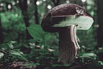 nature, mushroom, fungus