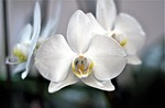 orchid, flower, plant