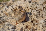 sparrow, nature, bird