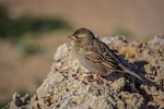 sparrow, nature, bird
