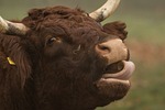 mammal, cattle, animal