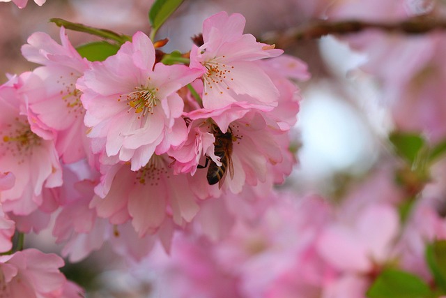 Free Flower Cherry Wood photo and picture